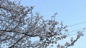 2025.04.04 花見＆新入社員歓迎会 | 新着情報 | 株式会社イガワテック